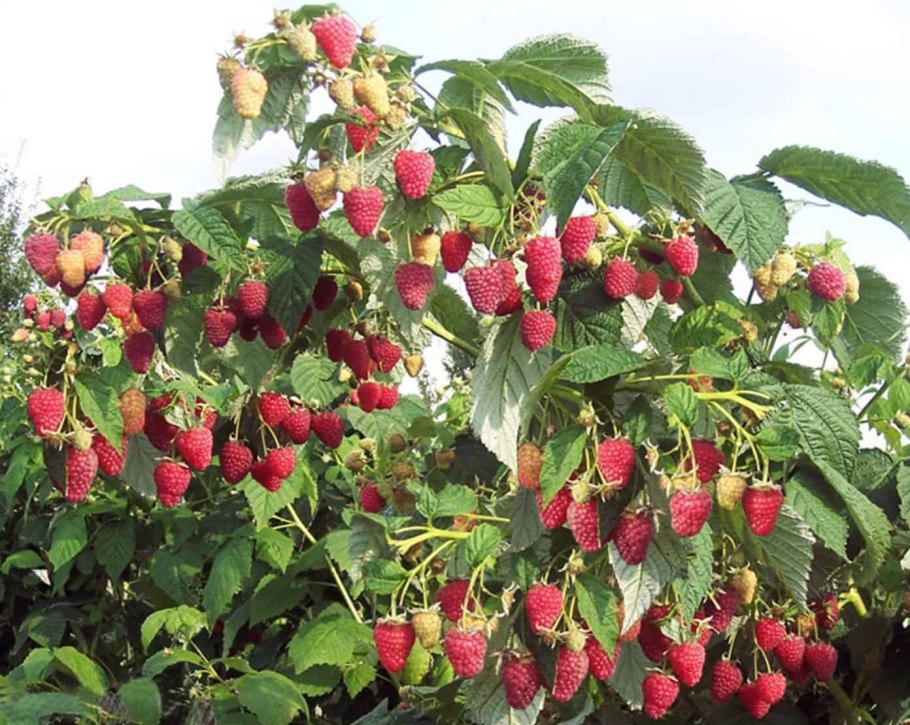 Куст ягодный Буш дикий