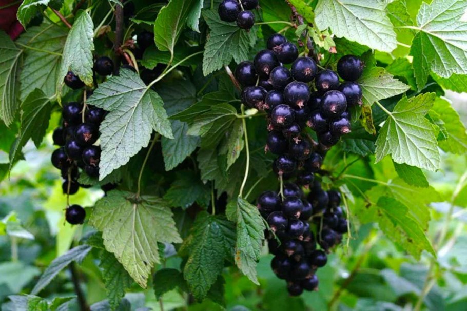 Красивоплодник Бодиньера- куст