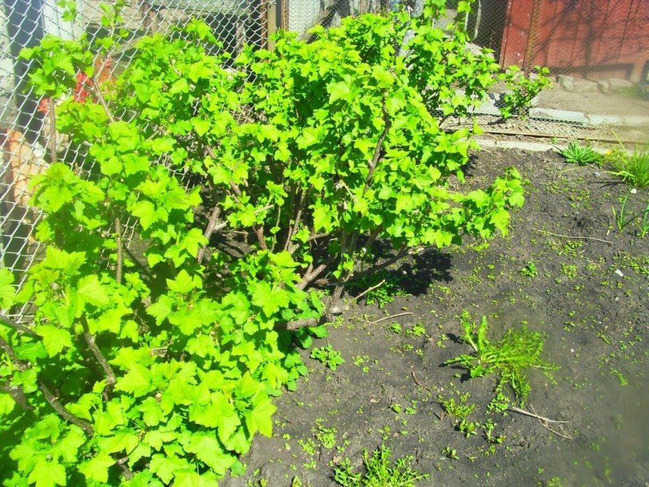 Малина традиционная Метеор