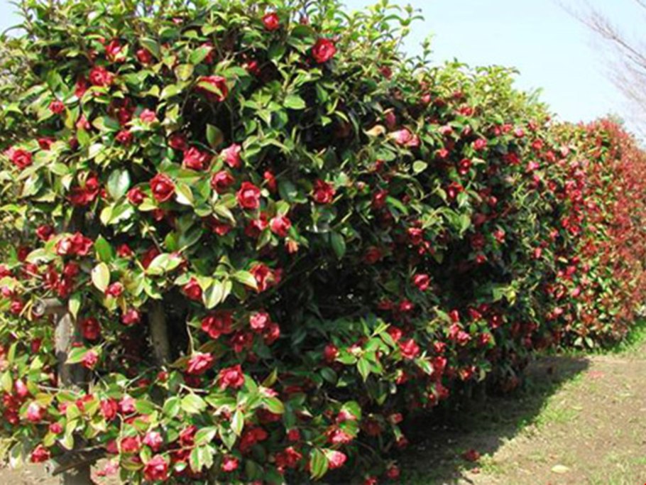 Земляника Садовая Руяна