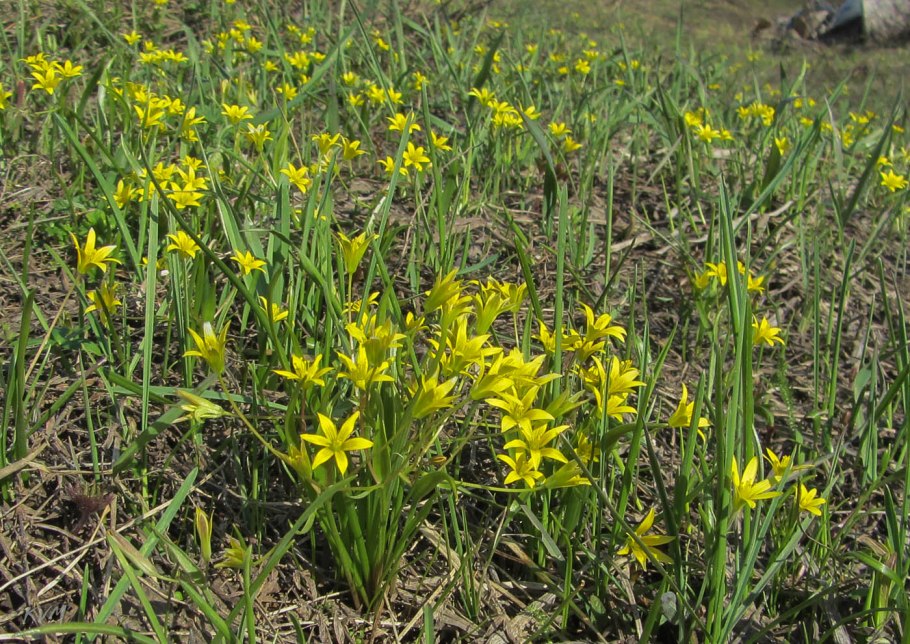 Гусиный лук (Gagea lutea)