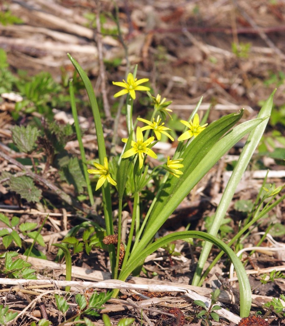 Гусиный лук жёлтый (Gagea lutea)