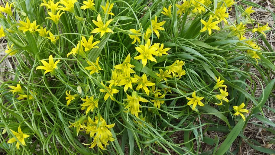 Gagea lutea гуси́ный лук жёлтый, или Га́гея жёлтая