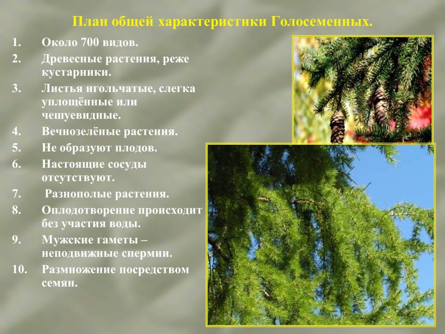 Презентация на тему можжевельник