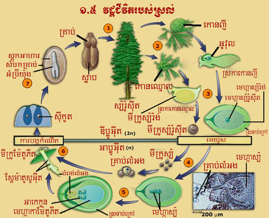 Цикл размножения папоротников схема