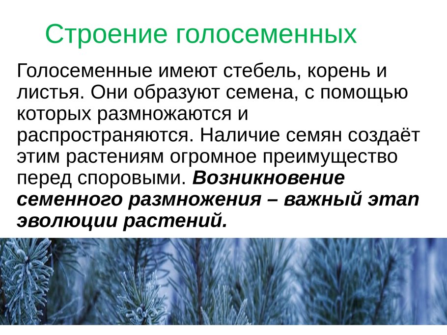 Голосеменные:ель сосна, лиственница