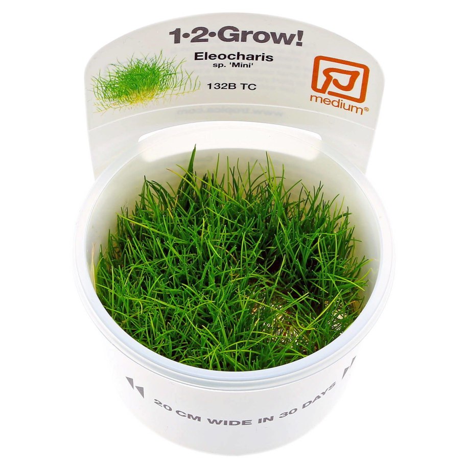 Растение элеохарис Ацикулярис