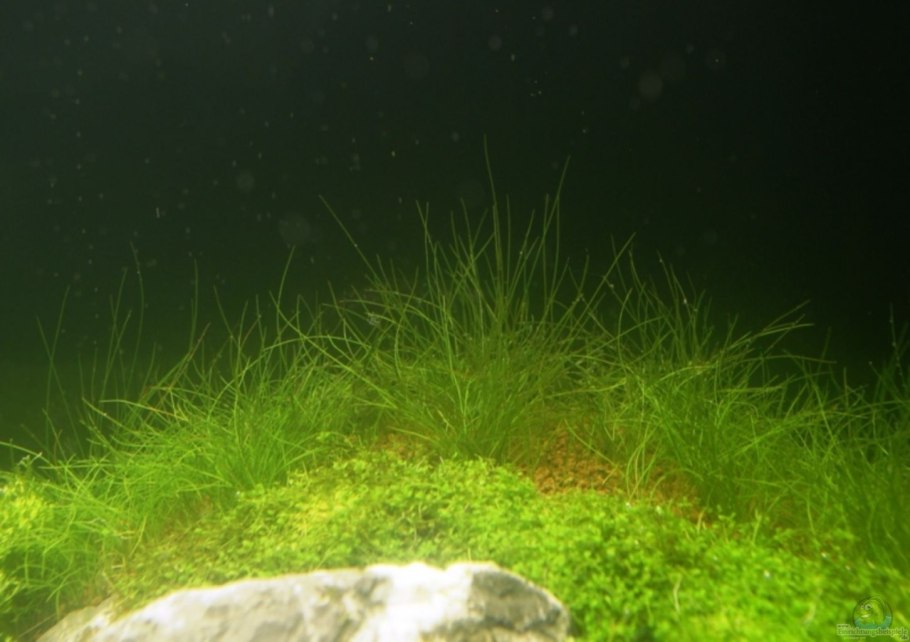 Элеохарис парвула аквариумное растение