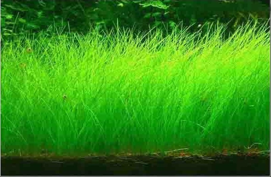 Элеохарис гигантский Xingu