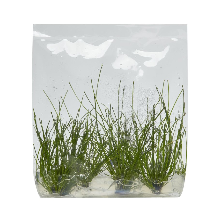 Элеохарис парвулус мини