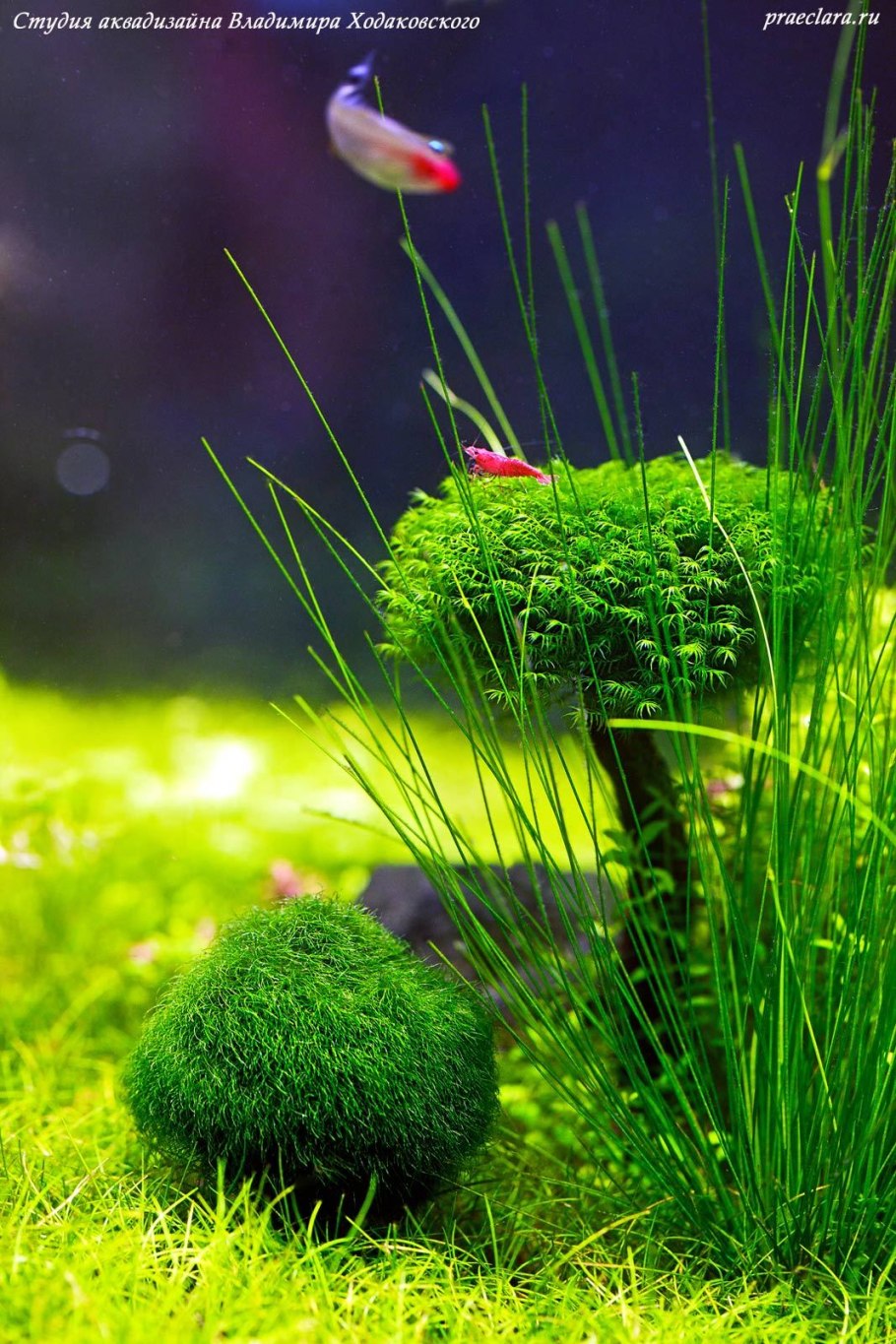 Элеохарис парвула "Mini"