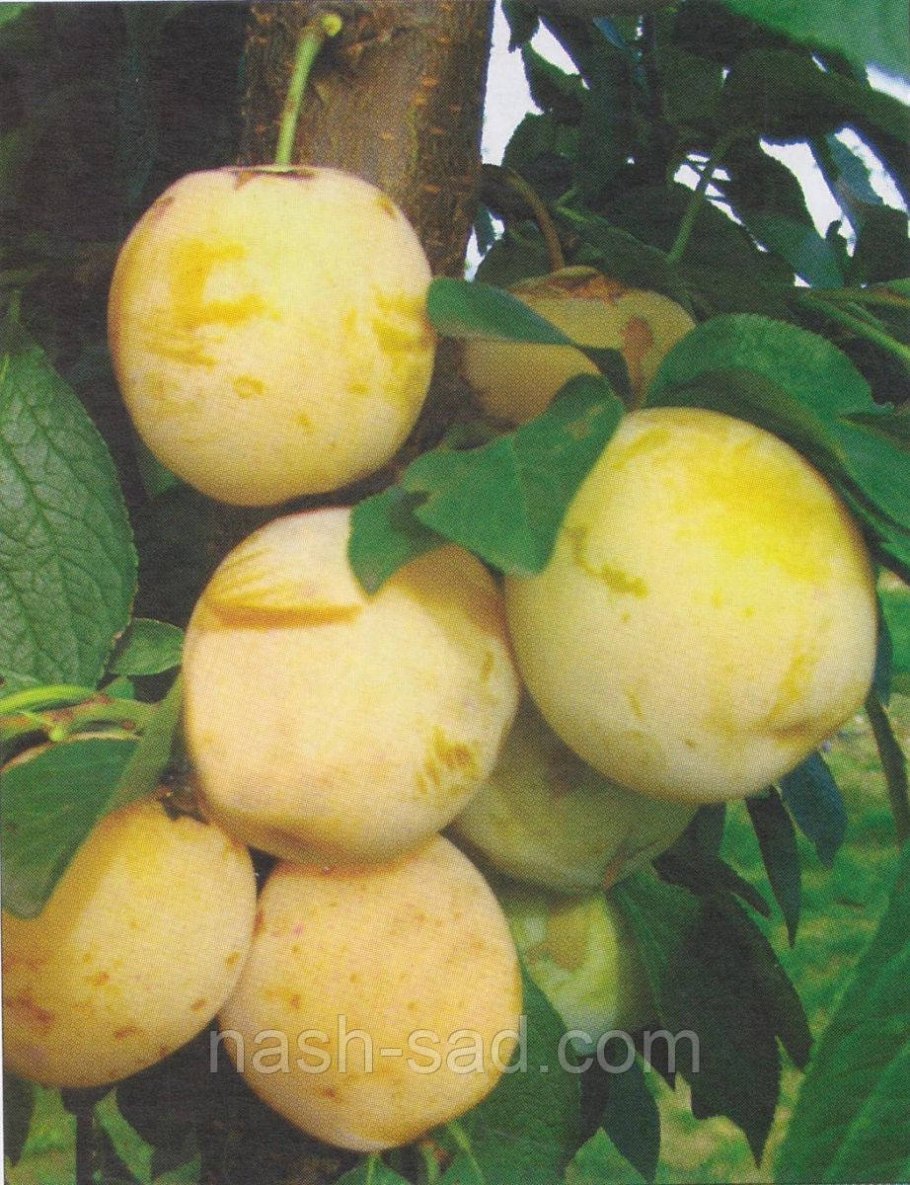 Сорт слива Афаска