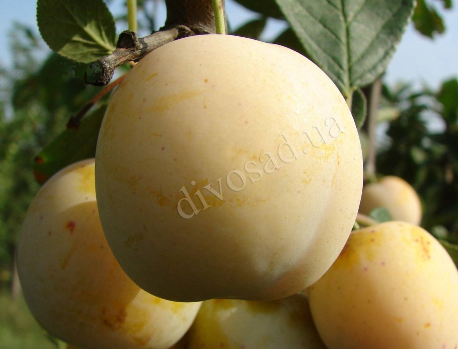 Сорт слива Афаска