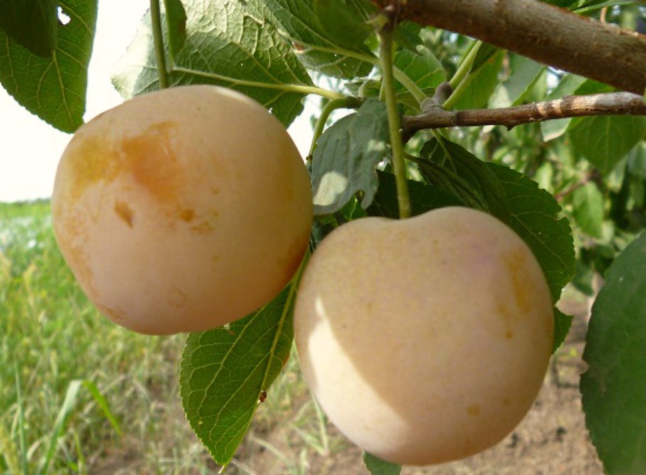 Слива Ренклод Карбышева