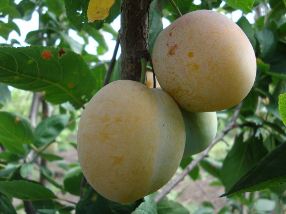 Слива сорт Ренклод ранний