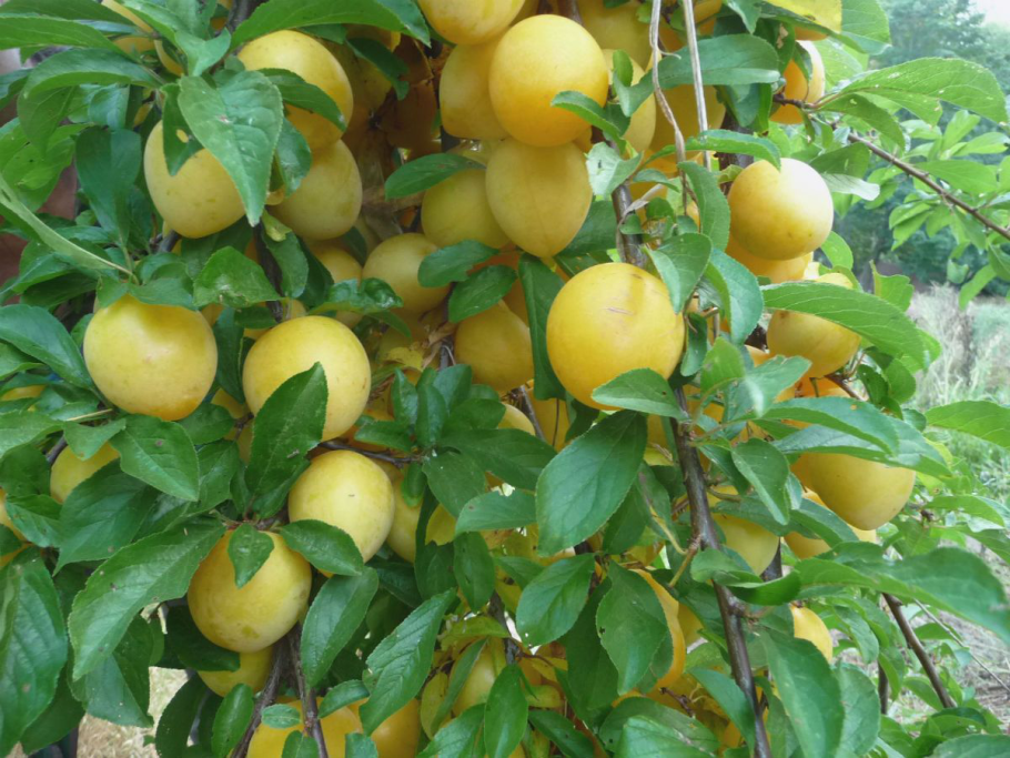 Слива Яхонтовая с7