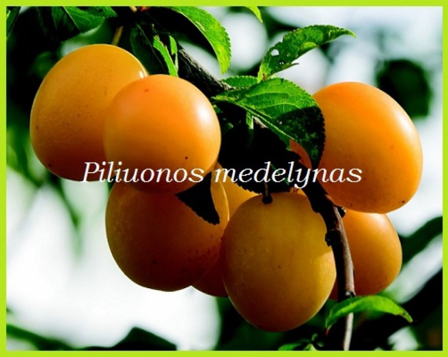 Слива Улена