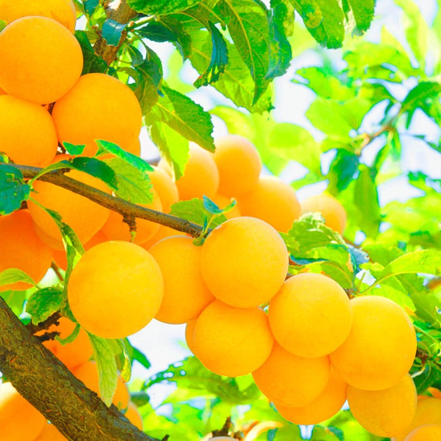 Слива желтая самоплодная