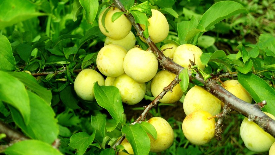 Гибрид слива персик абрикос шарафуга