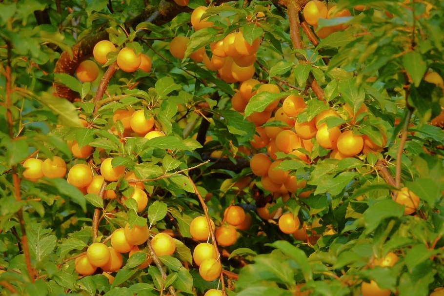 Японская алыча кустарник