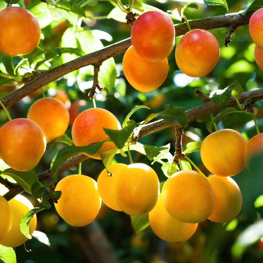 Слива Ренклод белый