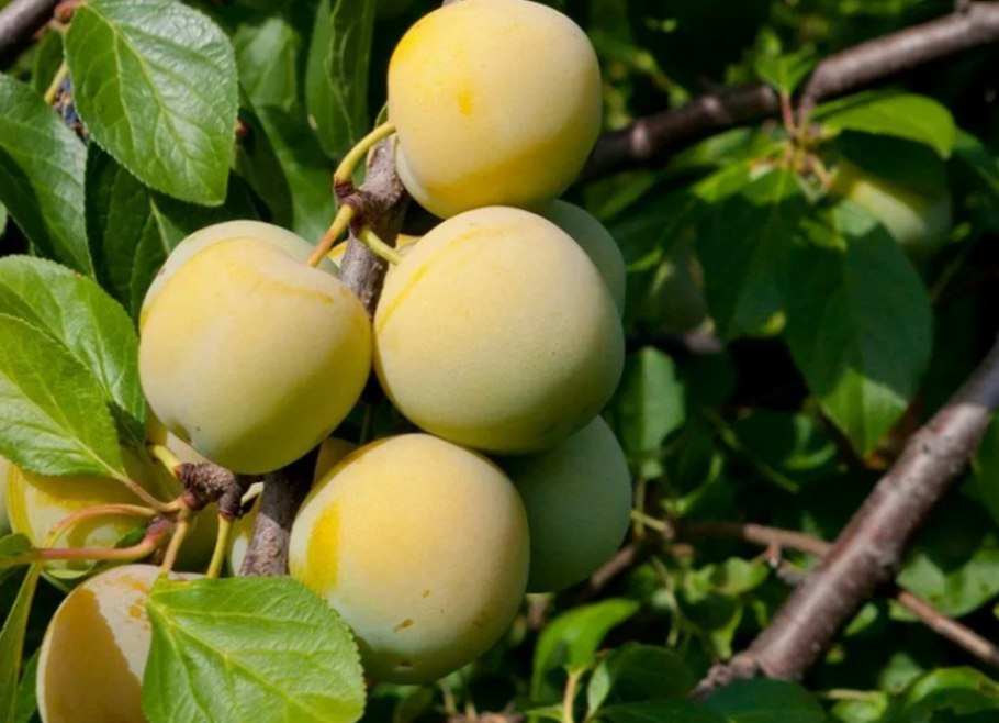 Слива Ренклод Карбышева