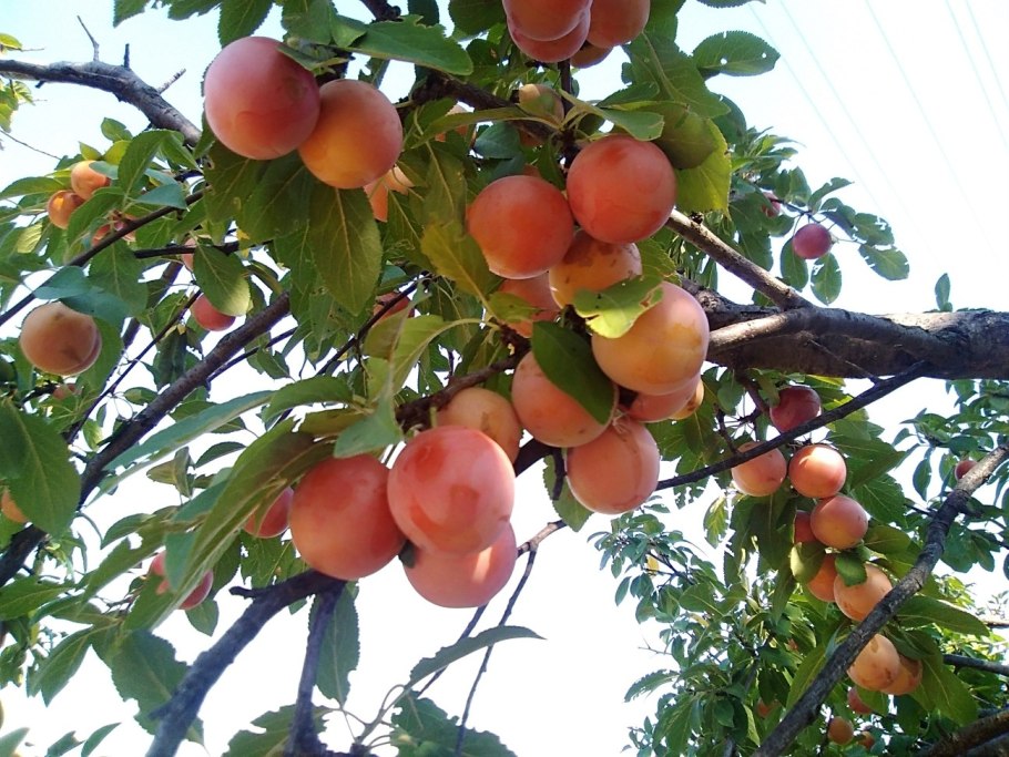 Слива колоновидная медовая