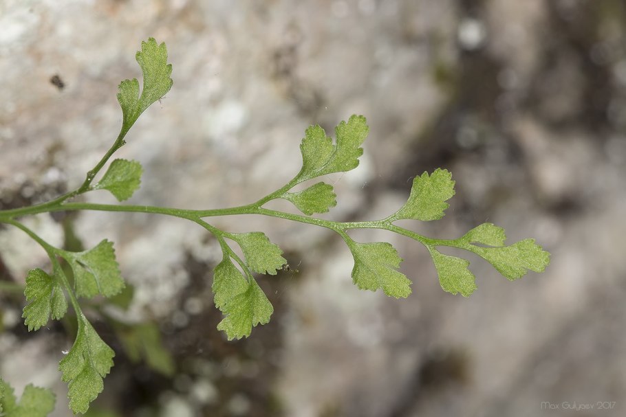 Asplenium Ruta-muraria