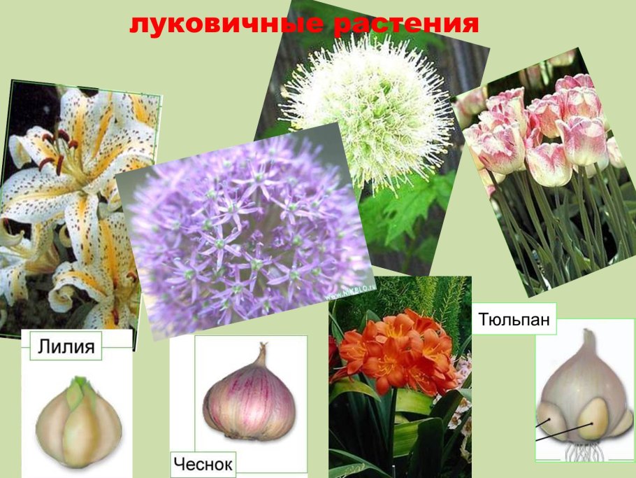 Чеснок посевной Фармакогнозия
