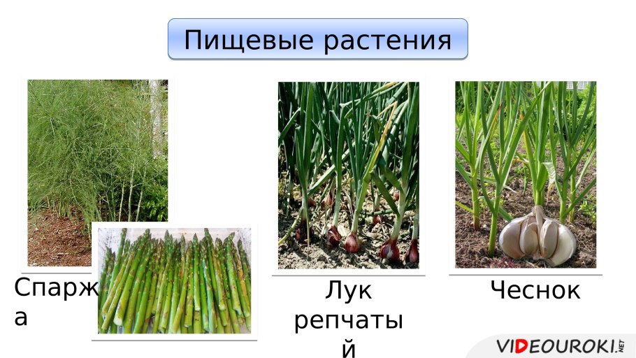 Чеснок посевной Allium sativum