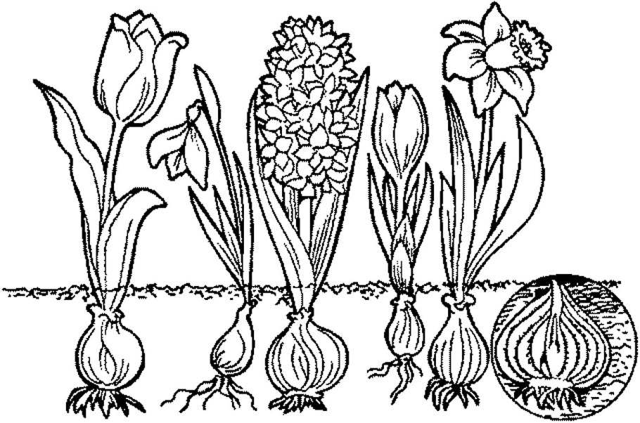 Чеснок посевной Allium sativum