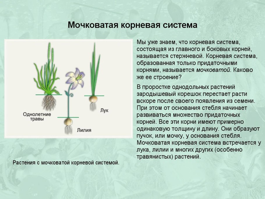 Лук Шовица