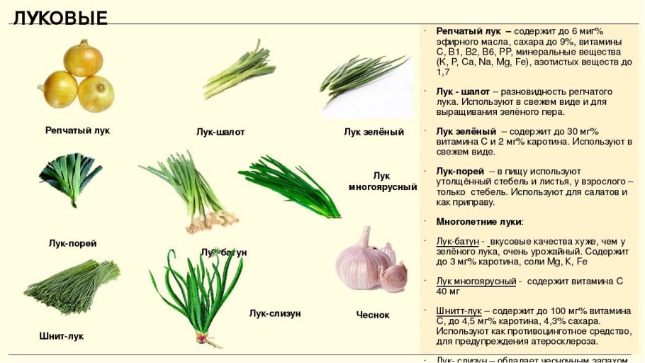 Чеснок посевной Allium sativum