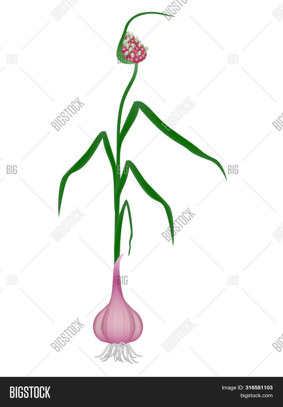 Чеснок посевной Allium sativum