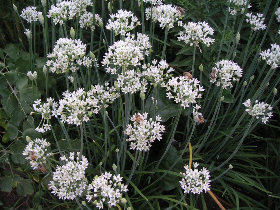Чеснок Allium sativum