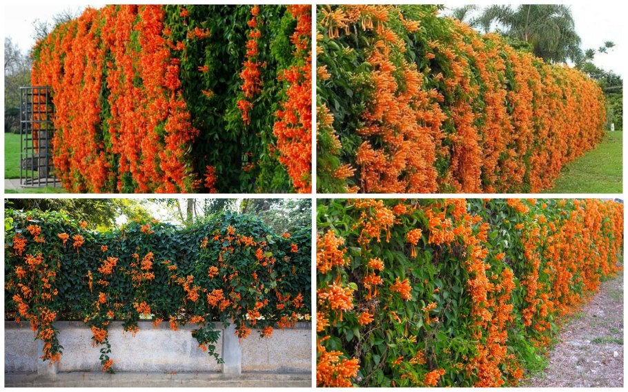 Вьюн девичий виноград