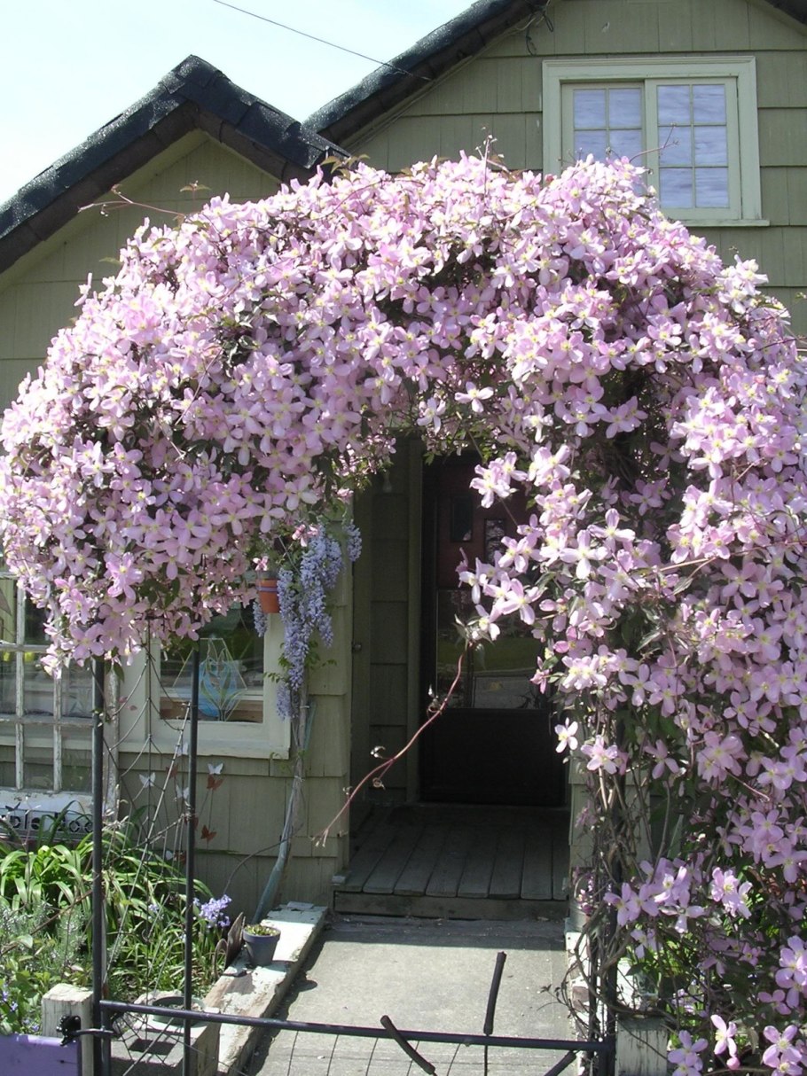 Глициния floribunda rosea