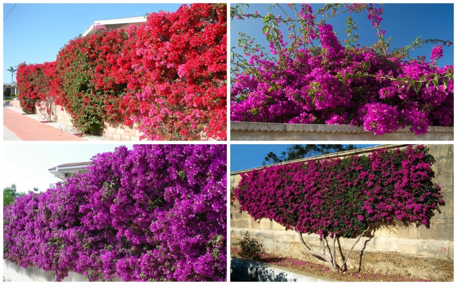 Клематис Warszawska Nike