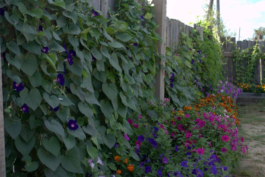 Княжик Альпийский