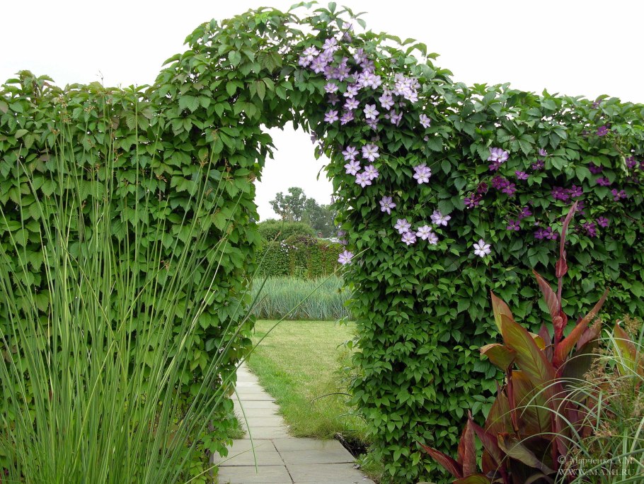 Ипомея ампельная