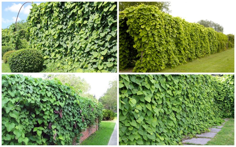 Плющ колхидский для живой изгороди