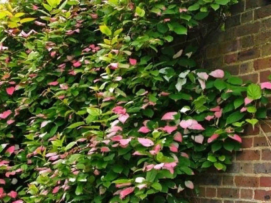 Глициния Вистерия Синенсис