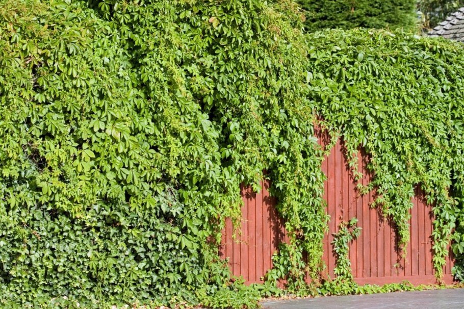 Клематис кампсис