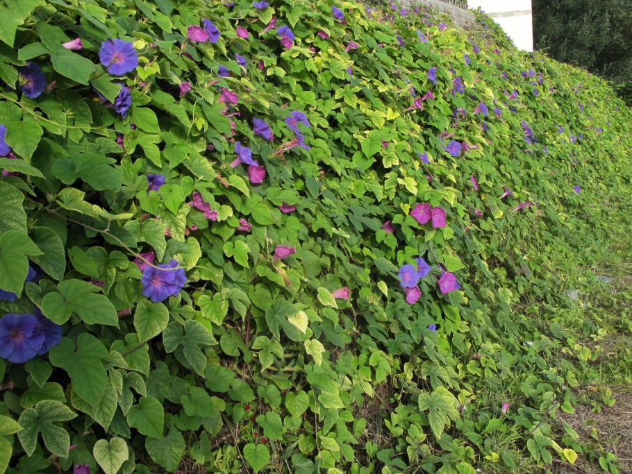 Глициния макростахия голубая Луна