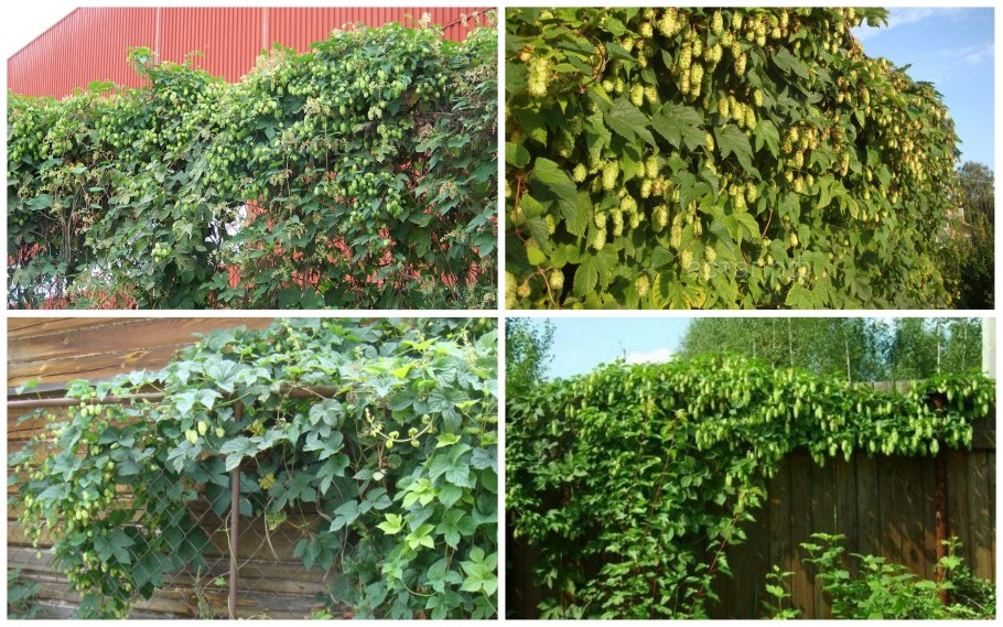 Плющ Хмель Вьюнок