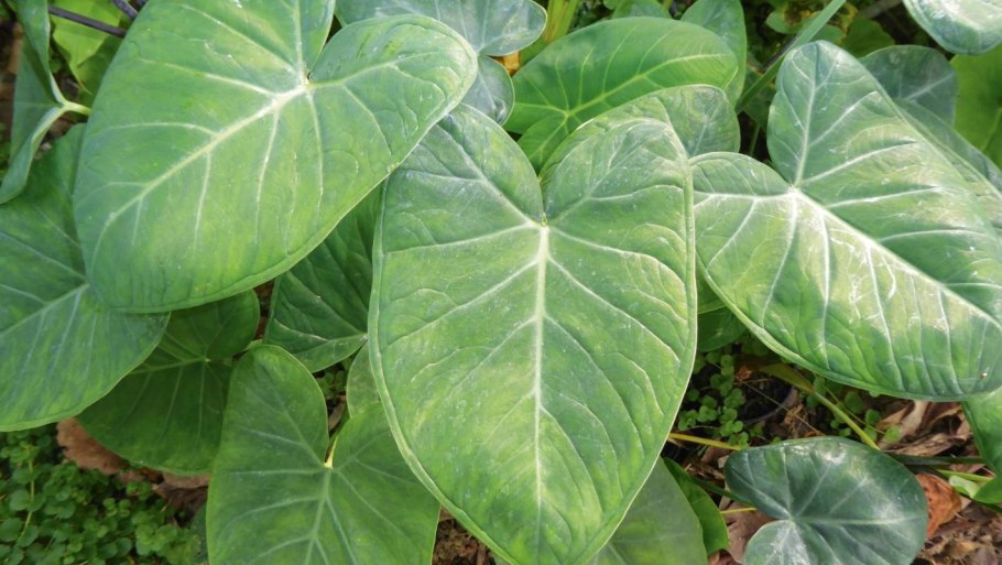 Алоказия Frydek