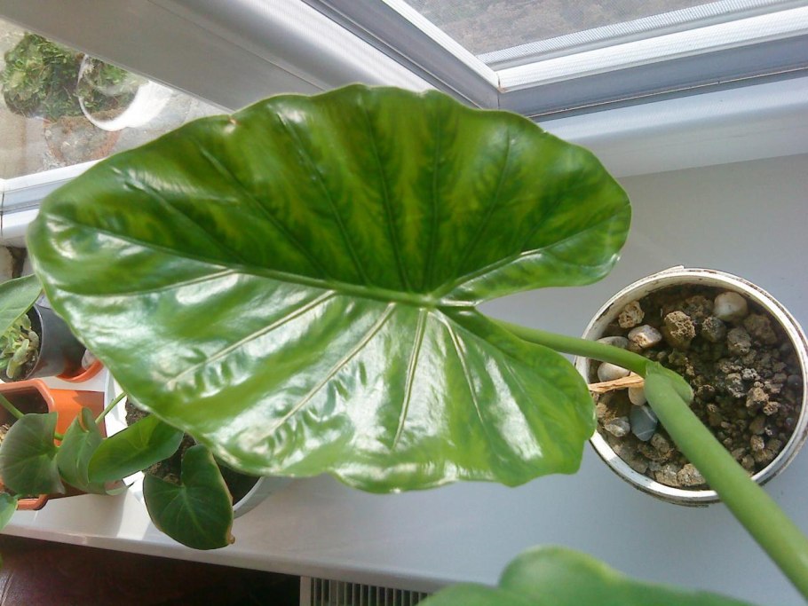 Алоказия Азлани