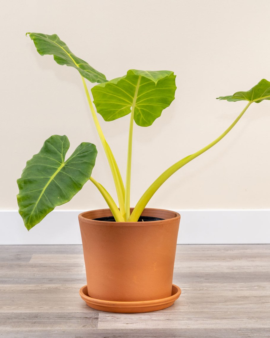 Алоказия Мишольца