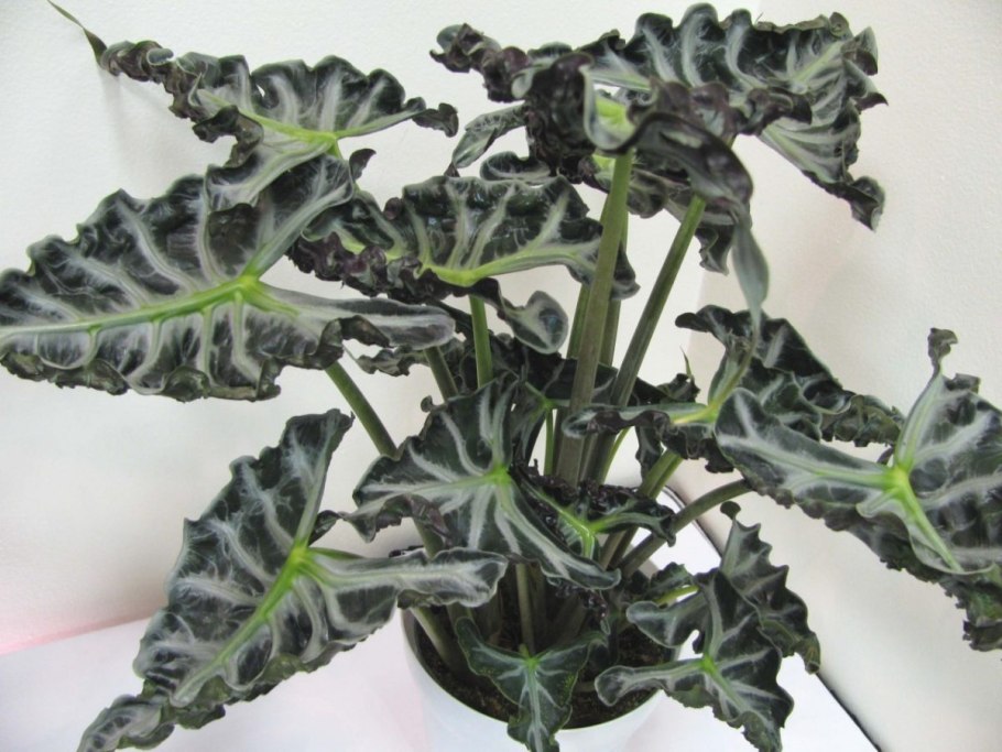 Alocasia reginula 'Black Velvet'