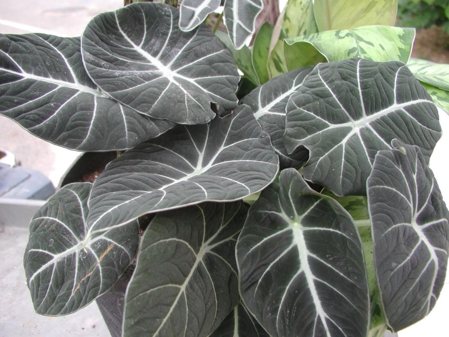 Алоказия Нобилис